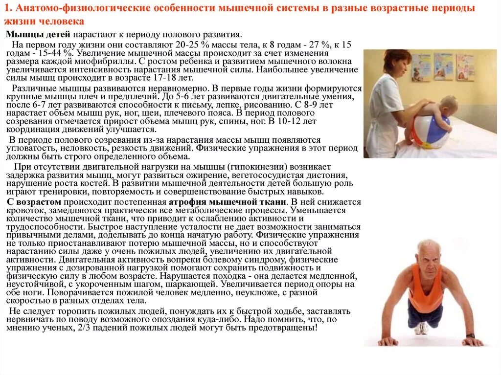 Формирование мышц