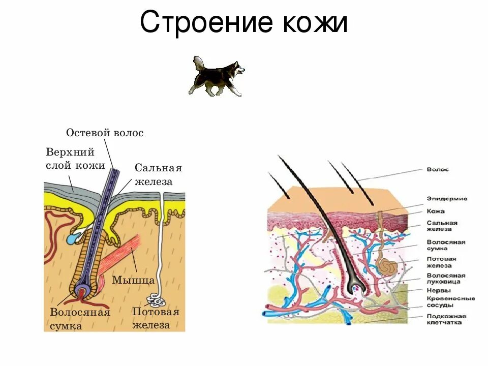 Кожный Покров строение кожи анатомия животных. Строение кожного Покрова млекопитающих. Строение кожного Покрова собаки. Строение кожного Покрова млекопитающих схема. Какие функции потовых и сальных желез