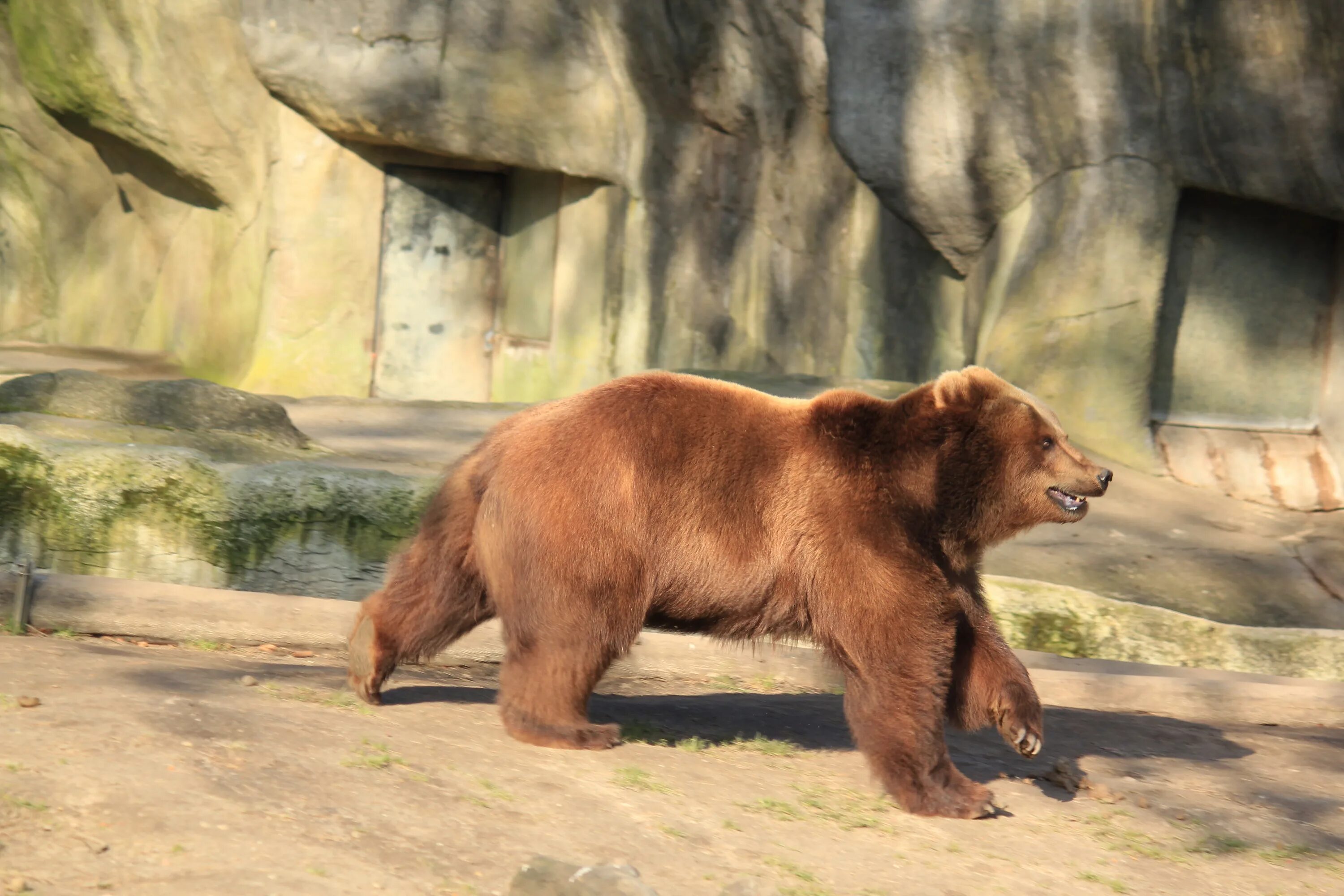 Скорость человека при беге от медведя. Медведь бежит. Медведь с боку. Бурый медведь в зоопарке. Пещерный медведь.