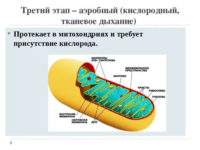 В каких клетках осуществляется дыхание. Кислородный этап в митохондриях схема. Митохондрии тканевое дыхание схема. Стадия энергетического обмена в митохондриях. Схема клеточного дыхания в митохондриях.