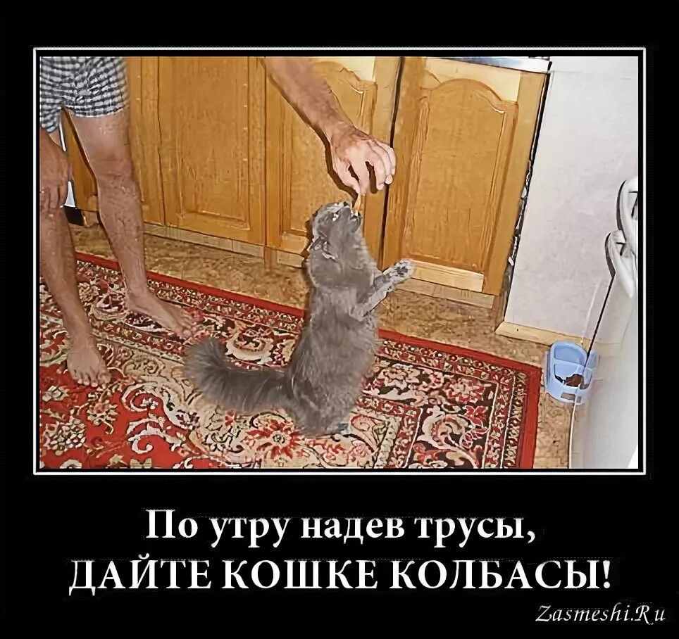 По утрам надев часы. По утрам надев трусы. по утрам надев часы юмор. одеть трусы на кошку.