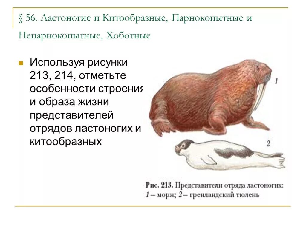 Ластоногие хоботные. Плацентарные звери: ластоногие. отряды млекопитающих ластоногие. китообразные и ластоногие представители. ластоногие особенности строения.