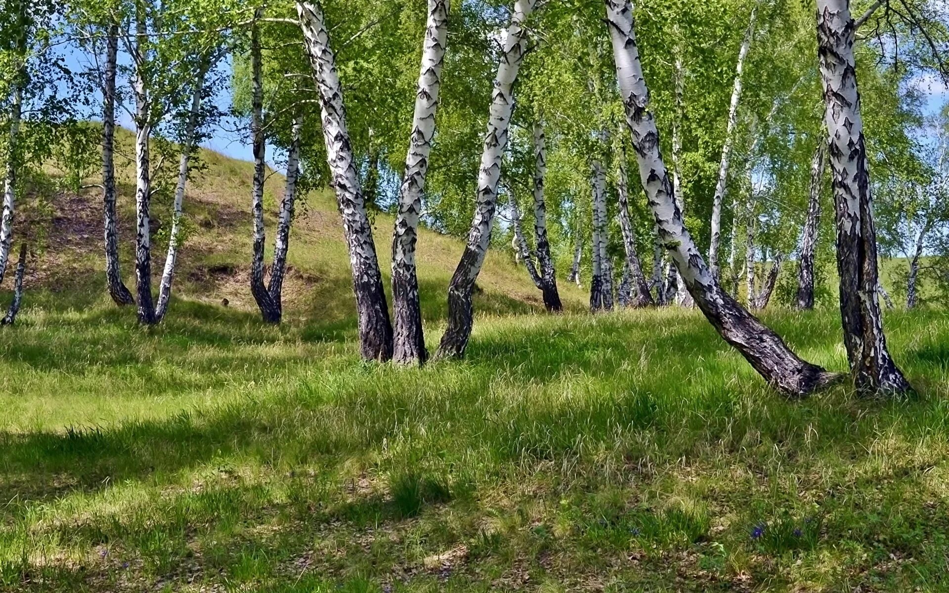 березовая роща тверь. березовая роща деревня. природа березы. природа березы. березовая роща ижевск.