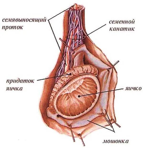 Семенной канатик анатомия. Воспаление семенного канатика. Фуникулит семенного канатика. Фуникулит – воспаление семенного канатика.