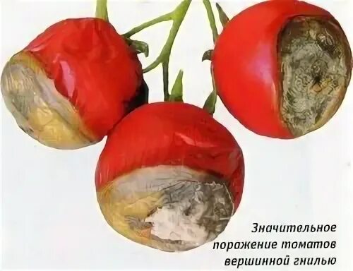 Как лечить вершинную гниль