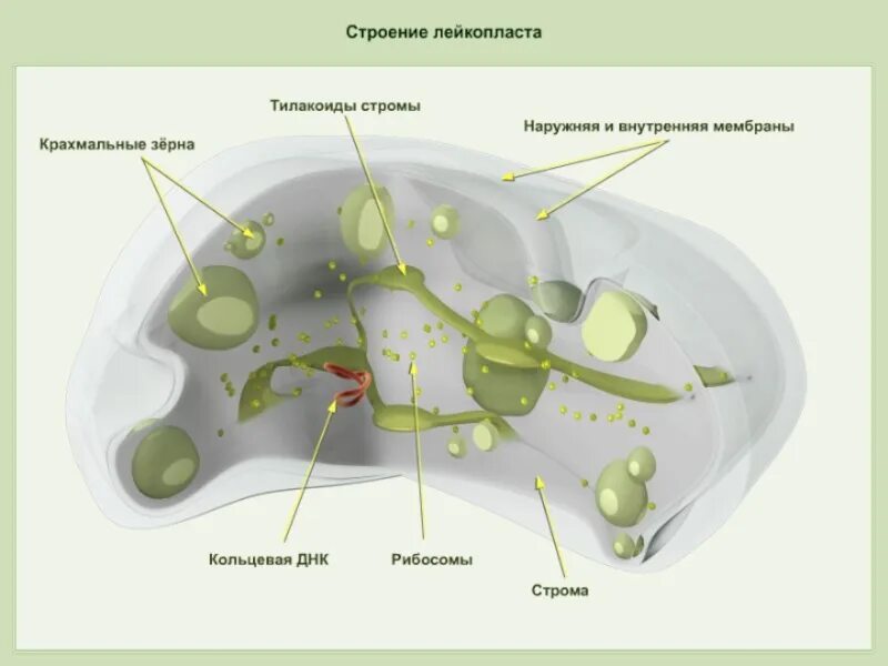 Какого строение пластид. Лейкопласты в растительной клетке. лейкопласты строение. строение лейкопластов в клетке. строение растительной клетки лейкопласты.