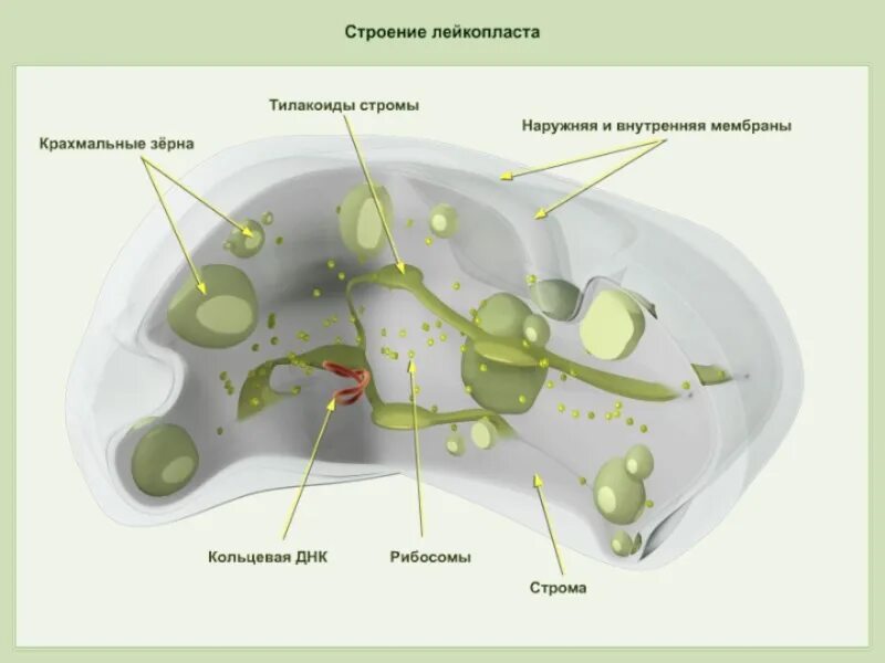 Хлоропласты в клетках грибов. Хлоропласты хромопласты лейкопласты. Строение растительной клетки лейкопласты. Лейкопласты в растительной клетке. Лейкопласты строение.