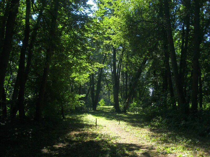 липовый остров кузедеево. липовая роща 6. кузедеевский липовый остров. мрясовский липовый лес. реликтовая липовая роща.