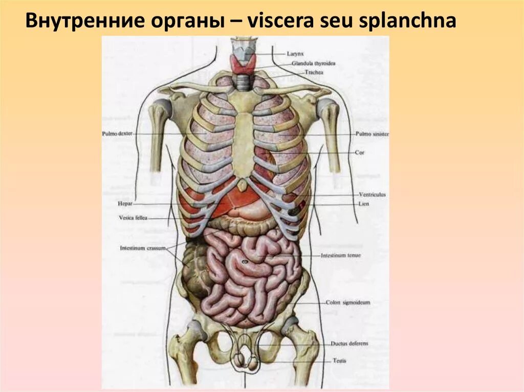 Внутреннее строение человеческого. Строение внутренних органов сбоку. Строение органов человека спереди. Строение внутренних органов человека в картинках у мужчин спереди.