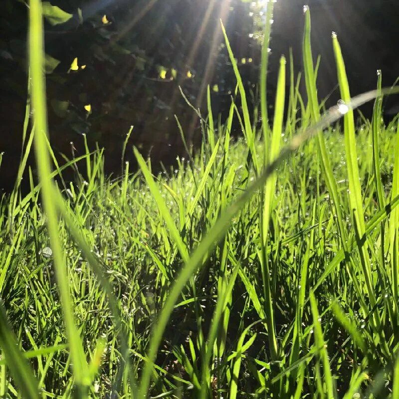 зеленый газон. красивая трава. фон растения. зеленая трава. трава.