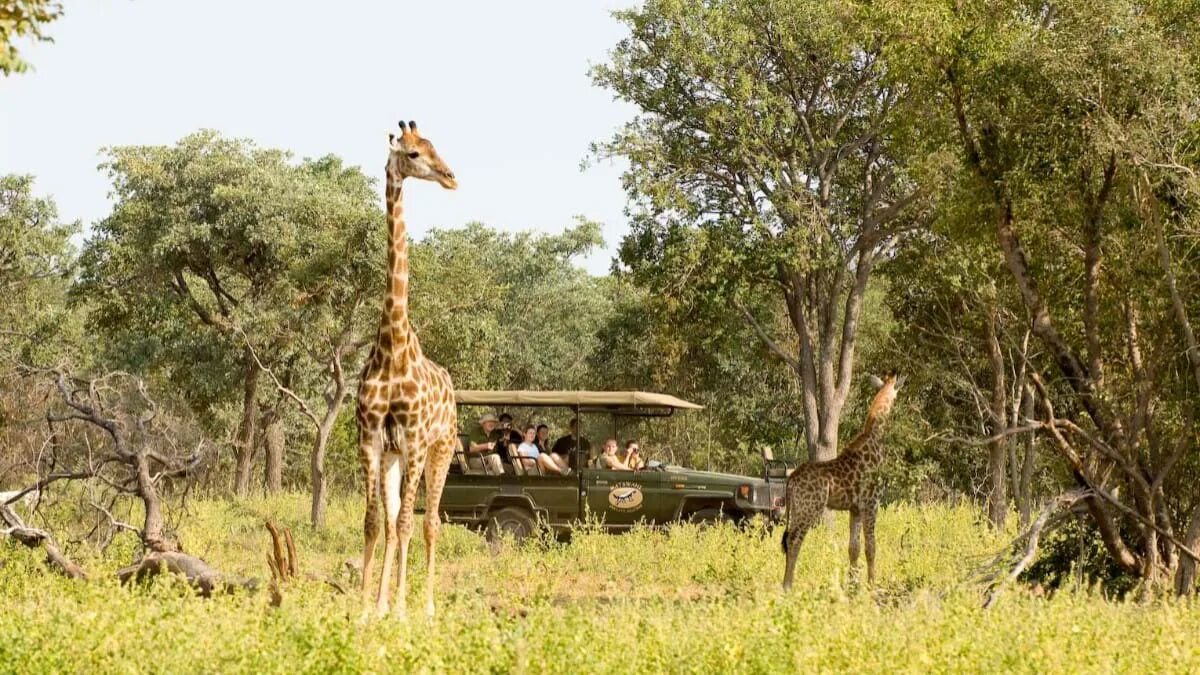 Wildlife holidays. Национальный парк Руаха в Танзании. Кейптаун сафари. Южная Африка сафари. Парк с жирафами Африка.