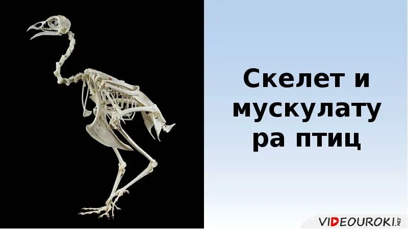 Особенности скелета и мускулатуры птиц. Скелет и мускулатура птиц. Скелет птицы. Класс птицы скелет и мускулатура. Строение скелета и мускулатуры птиц.