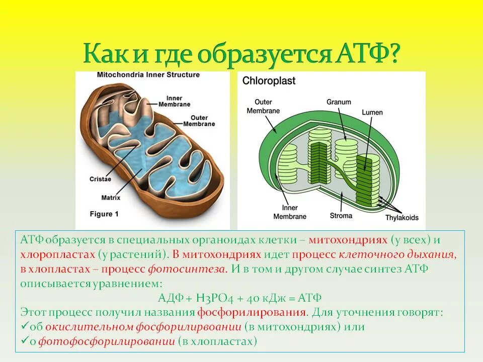 Атф в растительной клетке