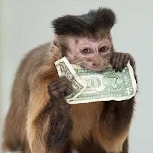 Baboon demonstration as New office worker - YouTube