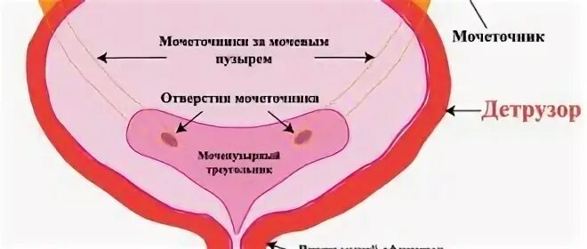 Детрузор мочевого пузыря это. Детрузора мочевого пузыря. Детрузор. Детрузор мочевого пузыря у женщин симптомы. Детрузор мочевого пузыря у мужчин.