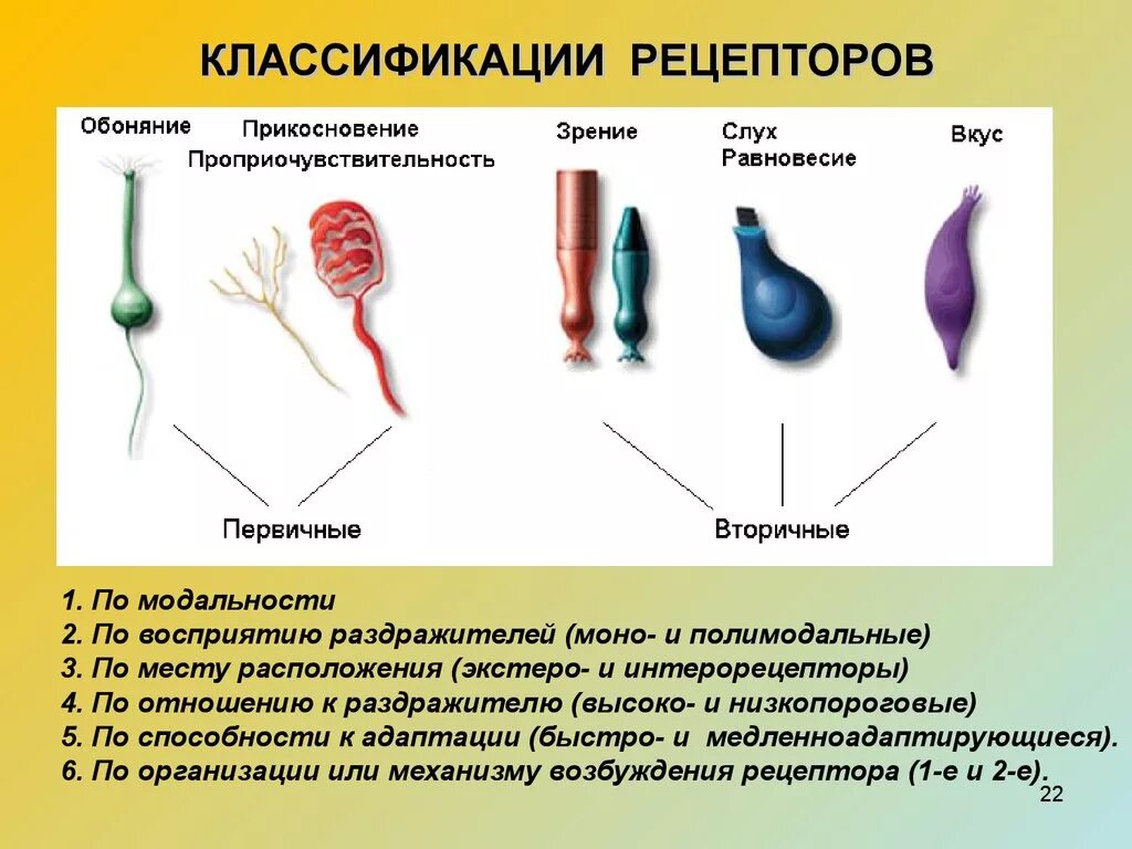 Рецепторы классификация строение. Классификация сенсорных рецепторов по модальности. Классификация рецепторов нормальная физиология. Физиологическая классификация рецепторов.