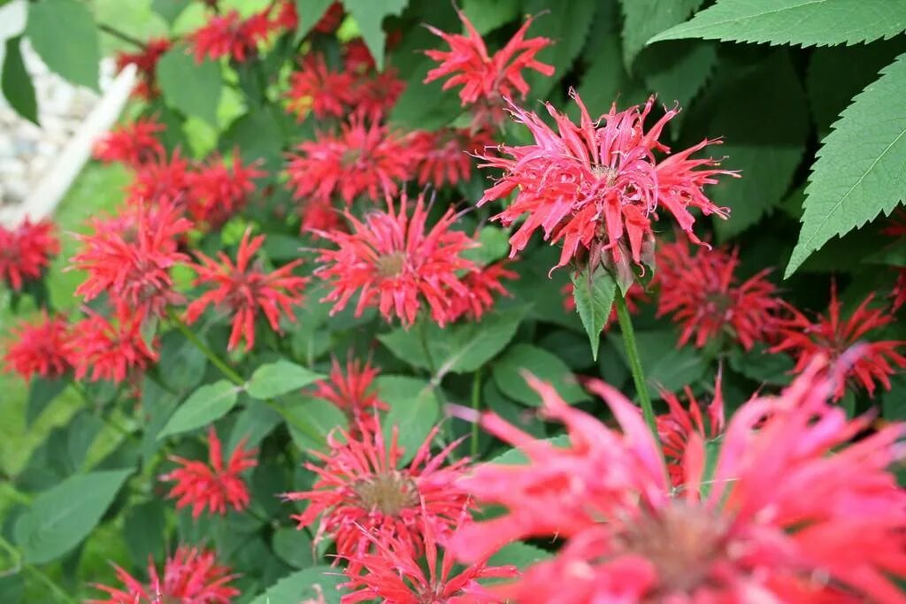 Посев монарды. Монарда двойчатая. Monarda punctata. Монарда Файрболл. Монарда точечная.