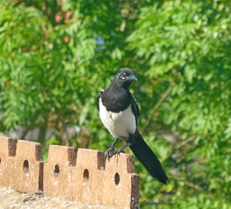 Ворон на заборе. Городские птицы. Сорока на столбе. Сороки на заборе. Вороны на заборе.