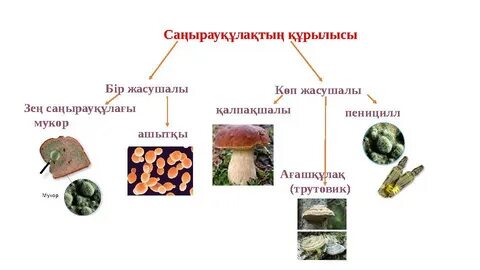 Шаштараздармен порнофотосуреттер