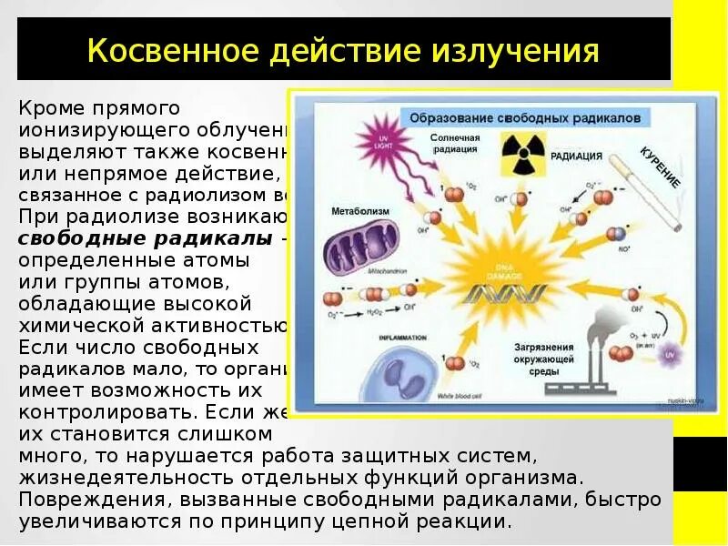 Что происходит с радиоактивными. Косвенное действие радиации. Влияние радиации на организм. Воздействие радиации на живые организмы. Влияние излучения на живые организмы.