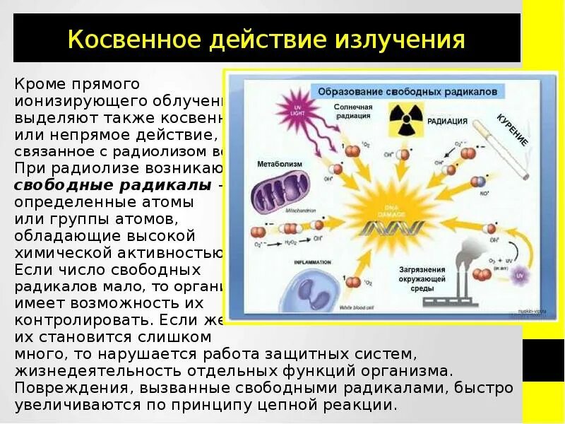 Влияние ионизирующего излучения на организм. Косвенное действие радиации. Влияние излучения на живые организмы. Воздействие радиации на организм. Негативное воздействие радиации на живые организмы