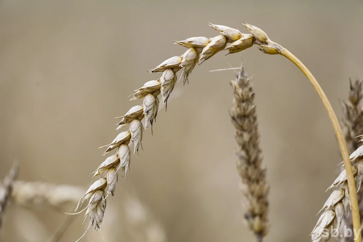 Жатва беларусь. Зерно беларусь. Сельское хозяйство белоруссии сегодня. Уборка зерна. Уборка урожая беларусь.