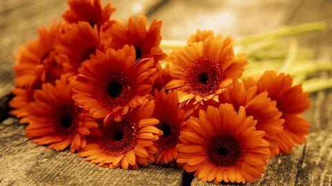 Цветы оранжевые