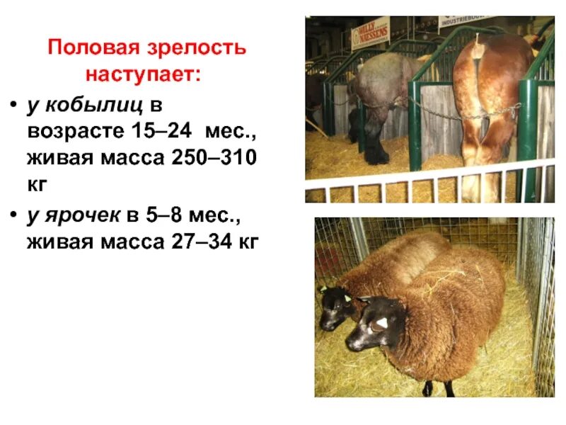 В каком возрасте наступает зрелость. Половое созревание несушки. половая зрелость наступает. половая зрелость у овец начинается. возраст полового созревания лошадей.
