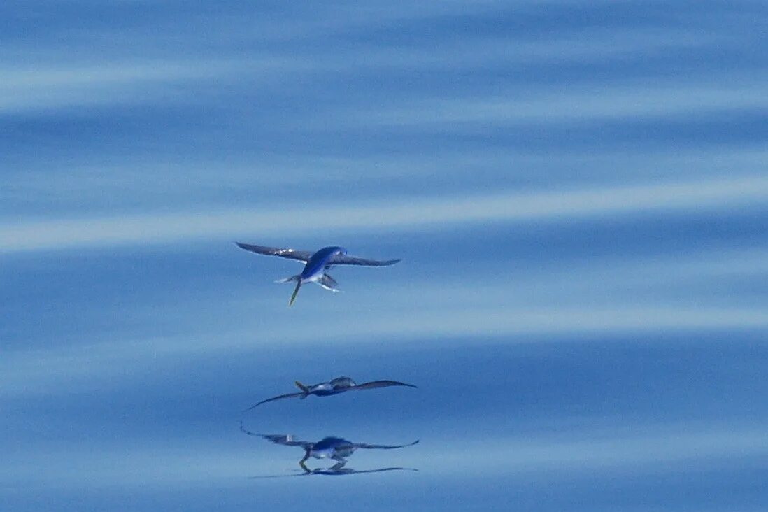 Летучая рыба 2. Летучая рыба – Exocoetidae. Четырехкрылая летучая рыба. Японская летучая рыба Дальневосточный длиннокрыл. Летучие рыбы Атлантического океана.