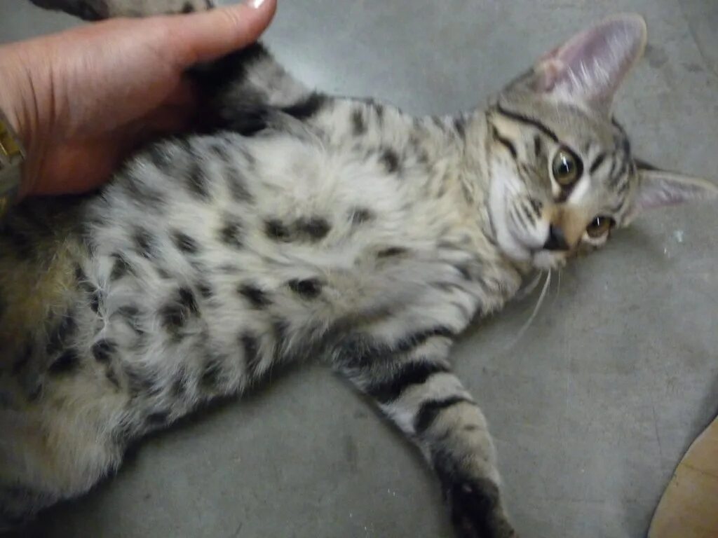 Серые коты с пятнами. Бенгал Сильвер табби. Бенгальская кошка метис серый полосатый. Серый бенгал котенок. Бенгальская кошка серая.