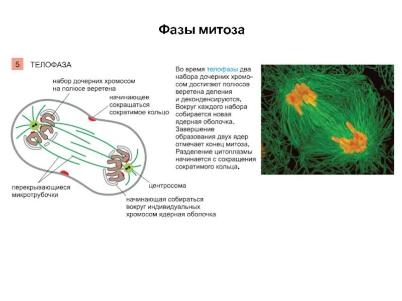 Что происходит в телофазе