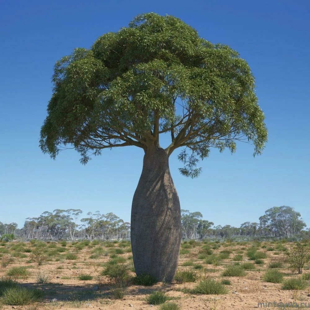 Деревья в южной америке названия. Брахихитон бутылочное дерево. Баобаб бутылочное дерево. Дерево баобаб Австралия. Баобаб (Адансония Грегори.