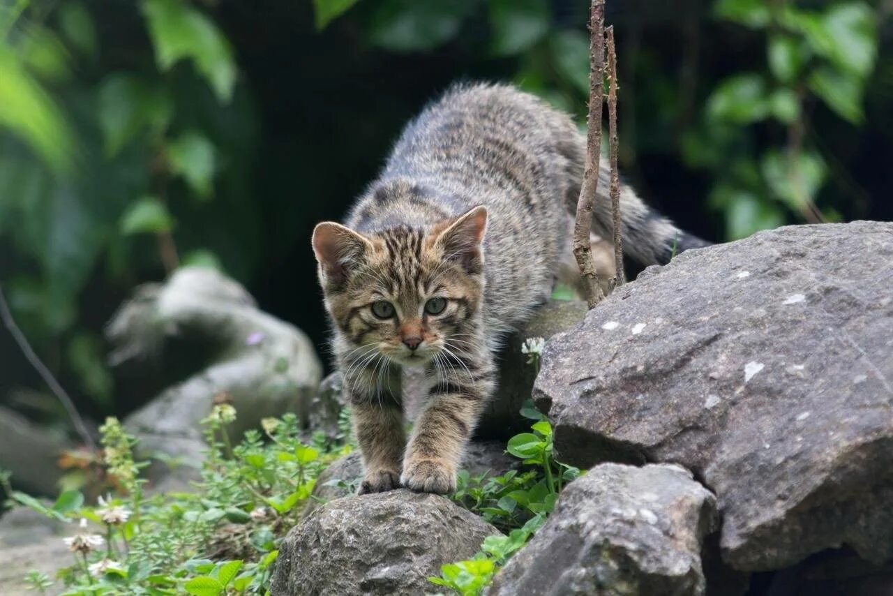 Дальневосточный Амурский Лесной кот. Сочинский национальный парк Лесной кот. Дальневосточный камышовый кот. Уссурийский Амурский Лесной кот.