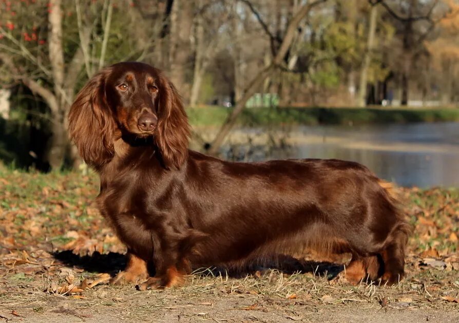 Карликовая такса длинношерстная. Лохматая такса. Лохматая такса. Лохматая такса. Карликовая такса длинношерстная.