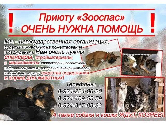 Номер приюта для кошек. Приют для животных ЗООСПАС Комсомольск на Амуре.. Номер приюта для собак. Номер телефона приюта для животных.