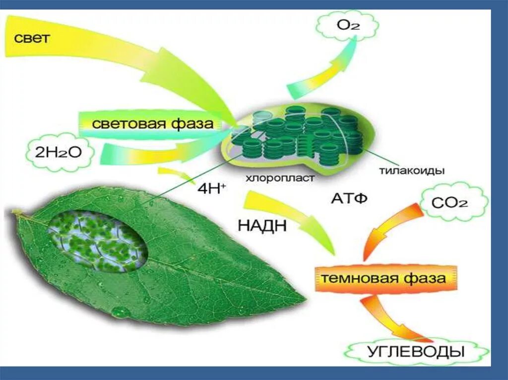 Схема фотосинтеза у растений. Схема фотосинтеза в хлоропласте. Схема процесса фотосинтеза. Как происходит фотосинтез схема. Кислород образовавшийся в световой фазе