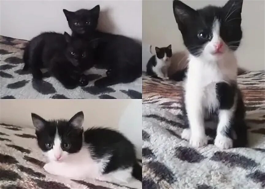 Найден кот фрязино. Породистые котята. Кошки фрязино. Отдам котёнка в добрые руки в любищию семью, которая. Породы кошек с фотографиями.