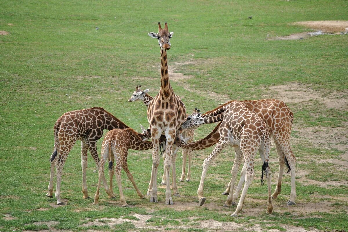 Жираф жирафиха Жирафенок. Нубийский Жираф. Жираф с детенышем. Самка жирафа.