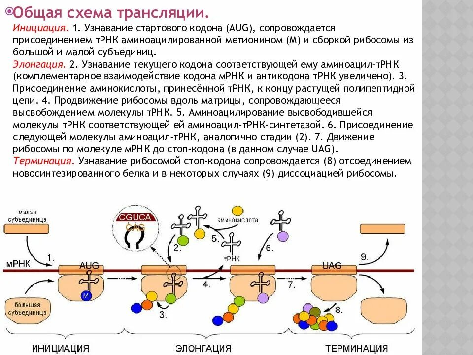 Синтезе белков принимают участие. Этапы трансляции у прокариот. Инициация трансляции у прокариот схема. Инициация элонгация терминация схема. Инициация элонгация терминация синтеза белка у эукариот.