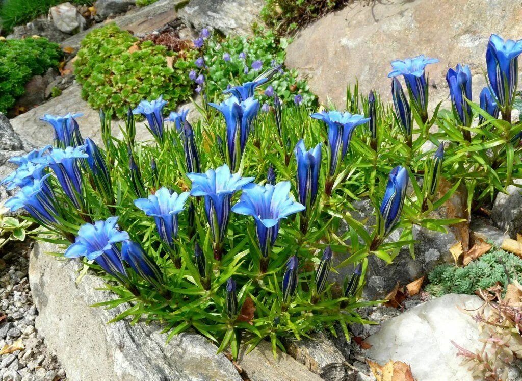 Горечавковые. Горечавка Даурская Gentiana dahurica. Горечавка бесстебельная. Горечавка китайская.