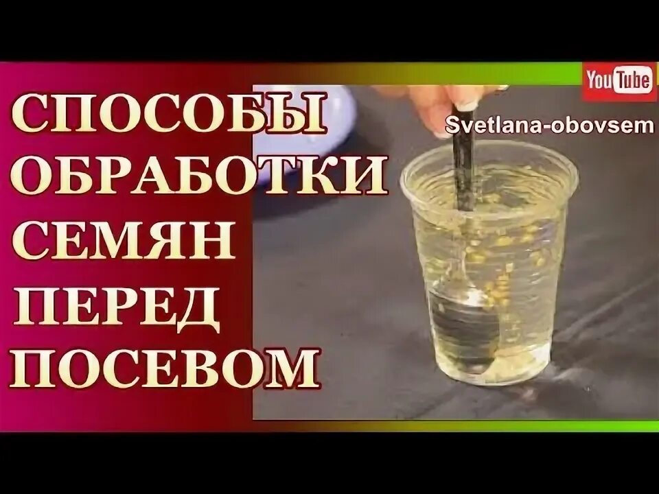 Обработка семян перед посевом. Обеззараживание семян перед посевом на рассаду. Прогревание семян томатов перед посевом. Дезинфицируем семена перед посадкой.