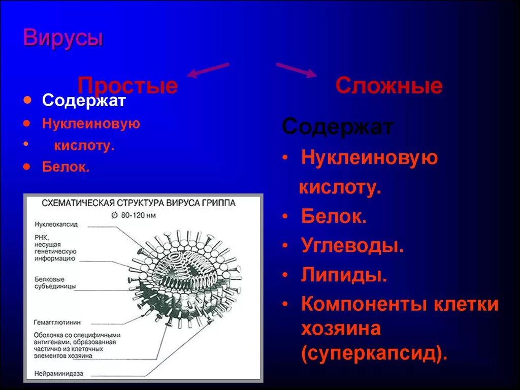 Вирус наследственная информация. Структура простого вируса. Строение вируса животных. Простые и сложные вирусы. Строение вируса простые и сложные вирусы.