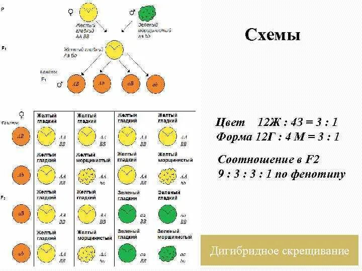 Расщепление по генотипу при дигибридном. Решетка Пеннета полигибридное скрещивание. Полигибридное скрещивание схема. Схема дигибридного скрещивания. Независимое наследование решетка Пеннета.