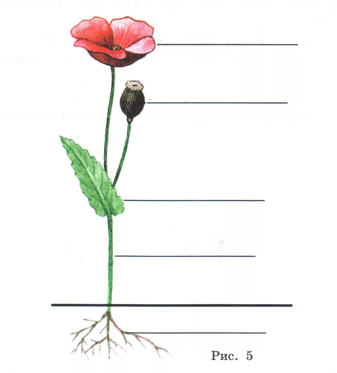 Строение цветковых рисунок. Органы цветкового растения Мак. Строение цветкового растения Мак. Строение цветковых растений 2 класс. Строение цветкового растения рисунок.