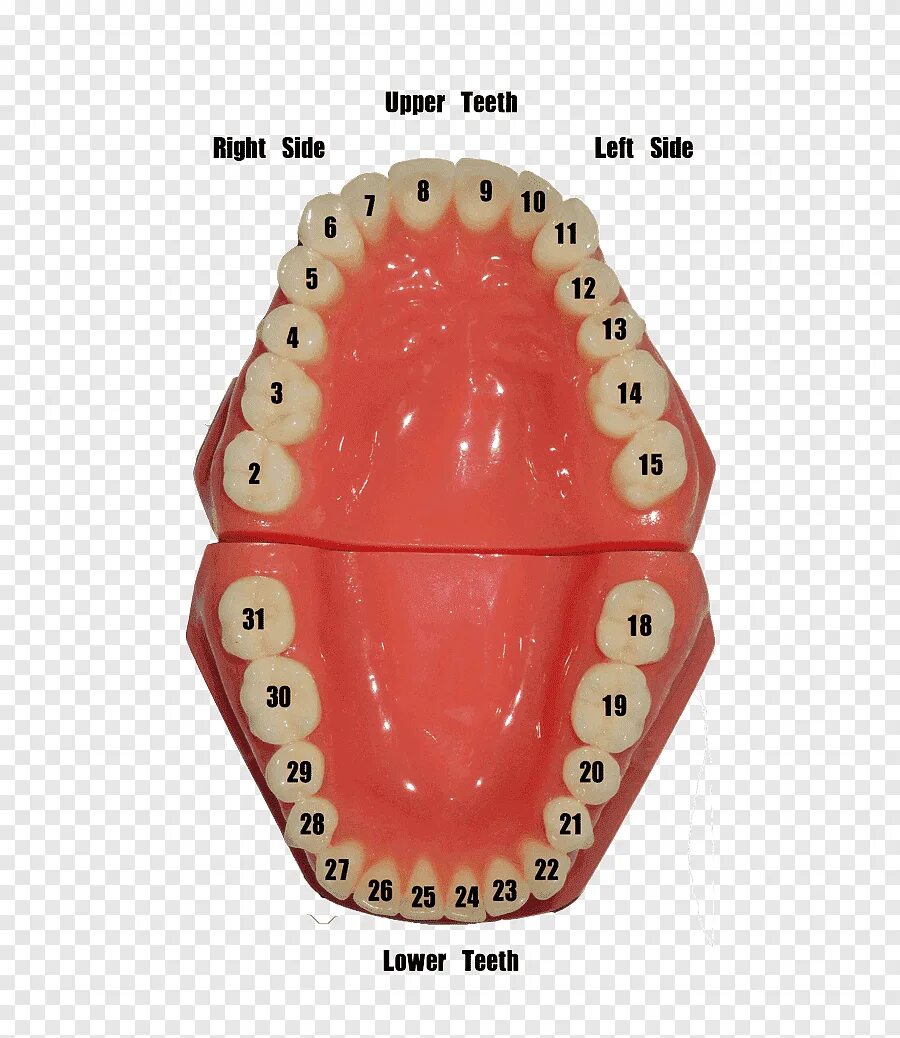 Universal numbering system for teeth Tooth chart, Human mouth, Dental assistant 