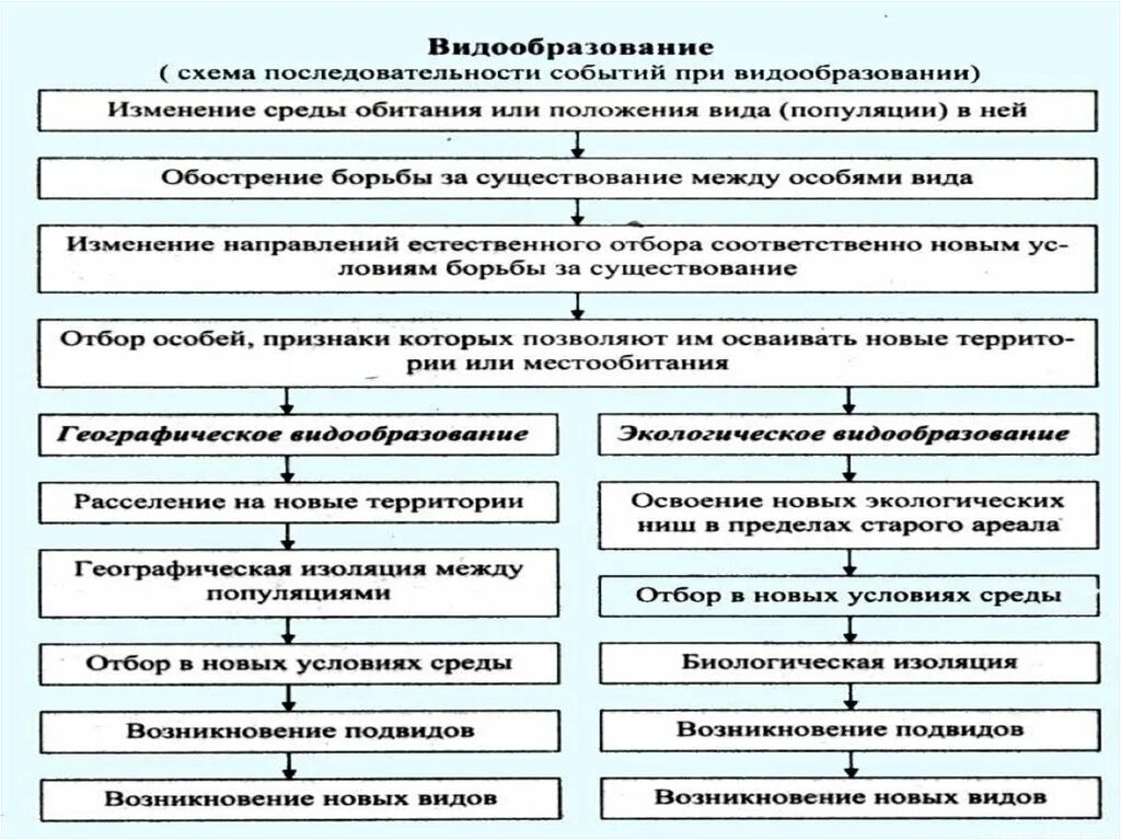 Установите последовательность образования новых видов в природе. Схема способы видообразования изменения условий окружающей среды. Схема последовательность событий при видообразовании согласно СТЭ. Видообразование схема последовательности. Аллопатрическое видообразование схема.