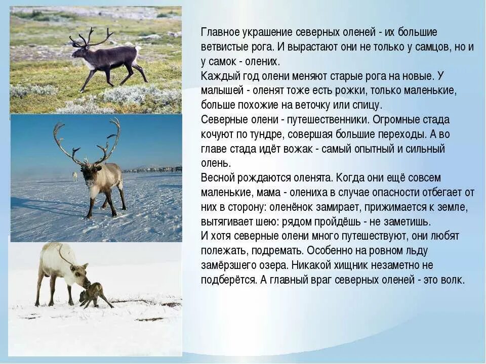 Интересное о тундре. Описание Северного оленя 2 класс. Северный олень описание. Рассказ про Северного оленя. Описание Лена Северного.