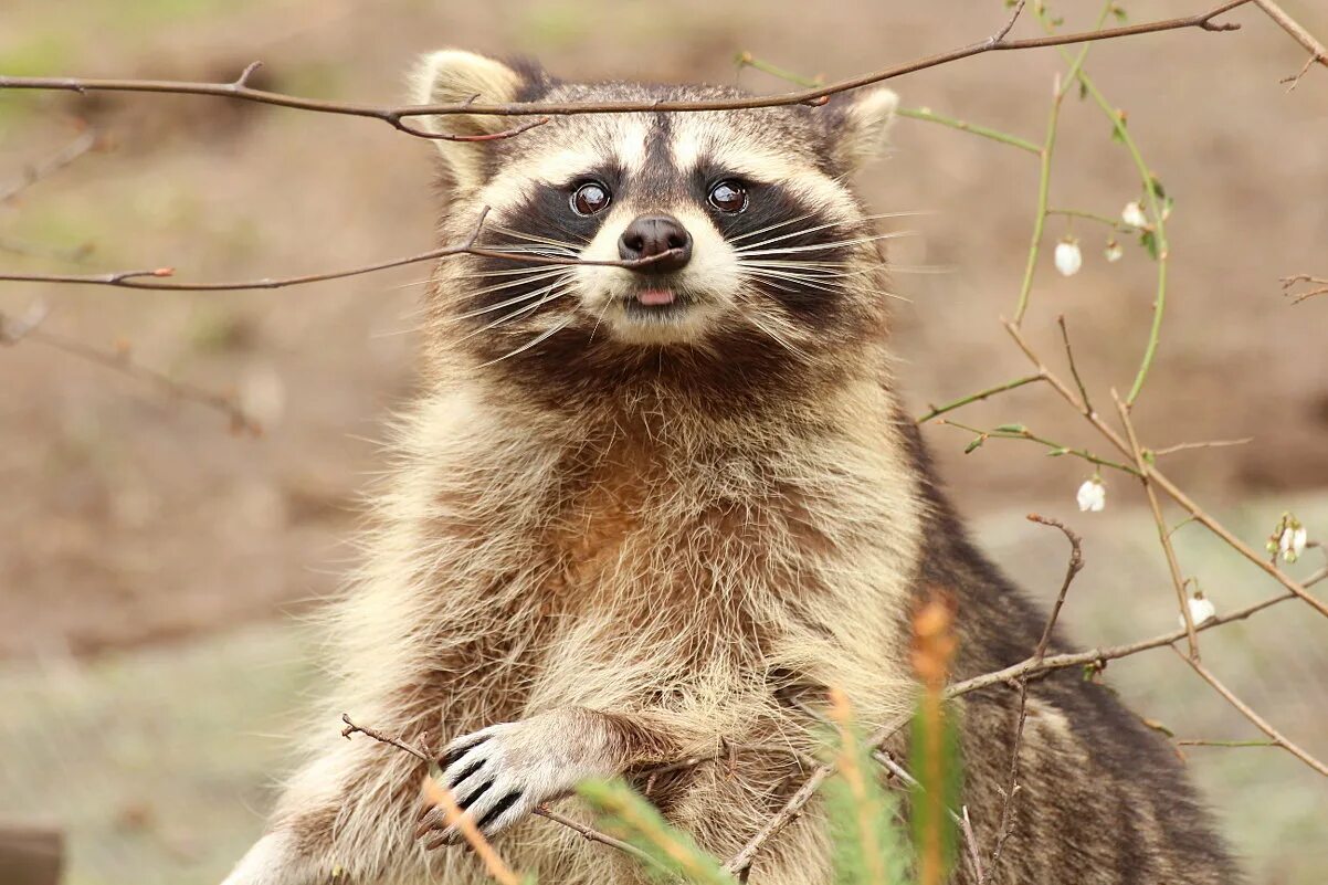 коварный енот. енот обнимашка. злой енот полоскун. енот енотович. удивленный енот.