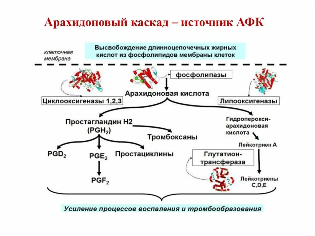 Формула арахидоновой кислоты. Метаболизм арахидоновой кислоты биохимия. Каскад метаболизма арахидоновой кислоты. Омега 3 арахидоновая кислота. Арахидоновая кислота формула краткая.