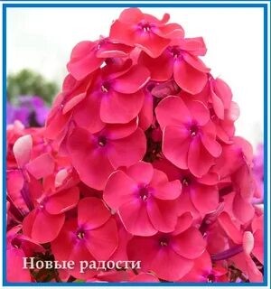 Флокс новинка
